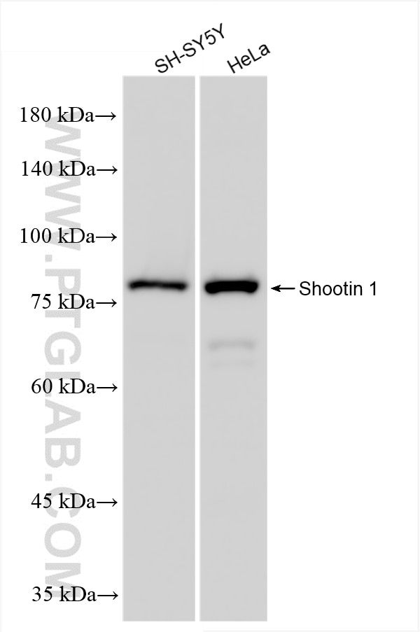 Western Blot (WB) analysis of various lysates using Shootin 1 Recombinant antibody (86541-2-RR)