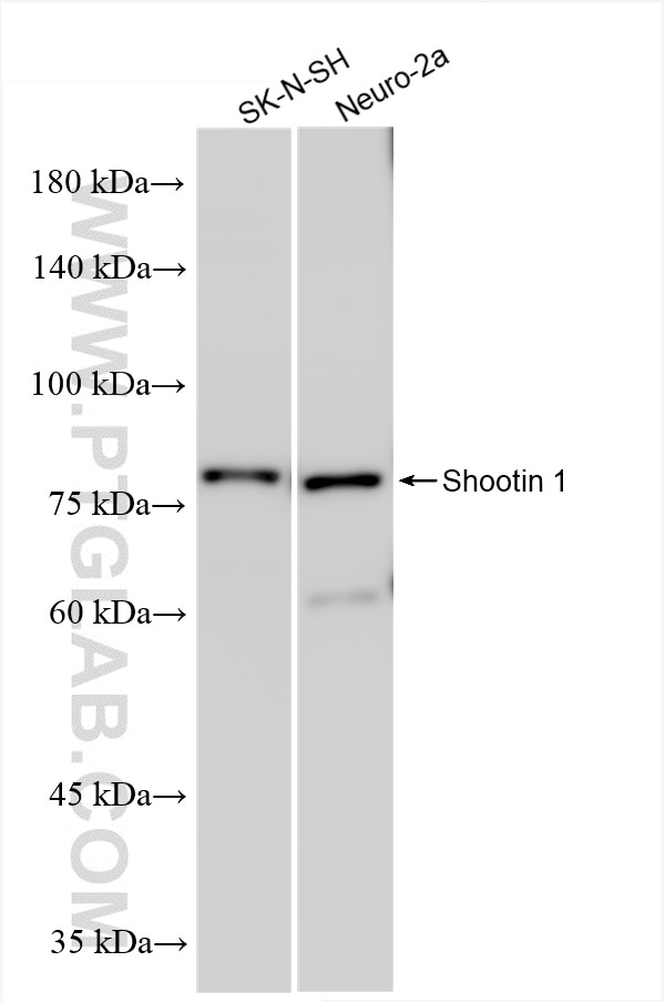 Western Blot (WB) analysis of various lysates using Shootin 1 Recombinant antibody (86541-2-RR)