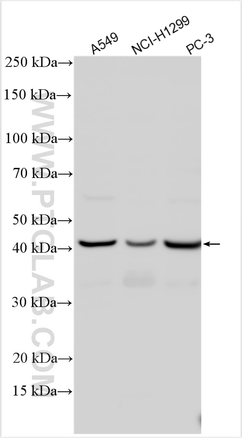 Western Blot (WB) analysis of A549 cells using Siglec-15 Polyclonal antibody (28594-1-AP)