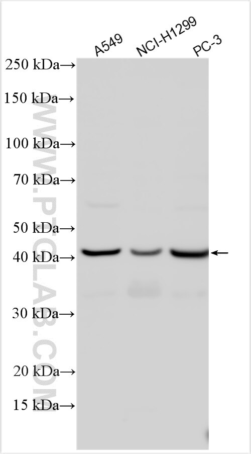 Western Blot (WB) analysis of A549 cells using Siglec-15 Polyclonal antibody (28594-1-AP)