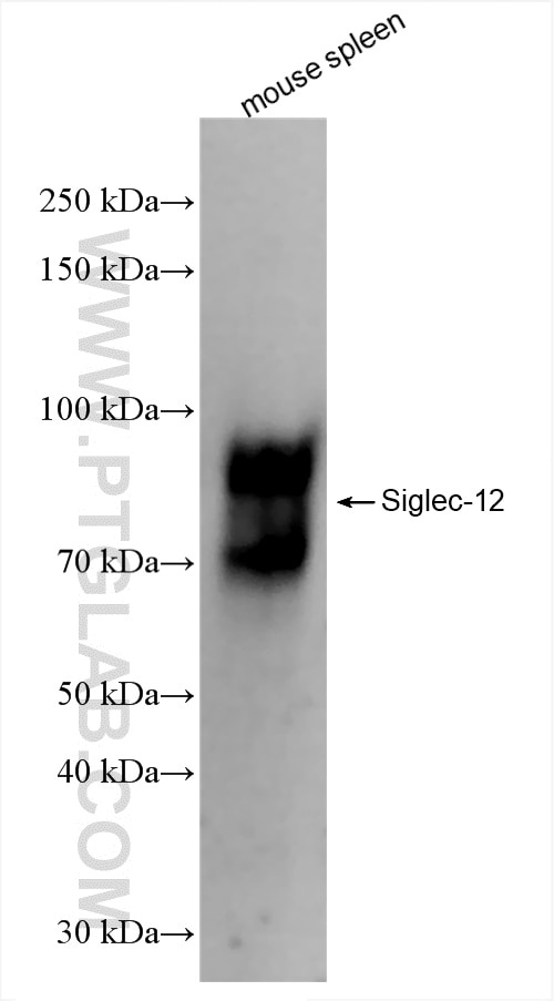 Western Blot (WB) analysis of mouse spleen tissue using Siglec-E Recombinant antibody (84790-2-RR)