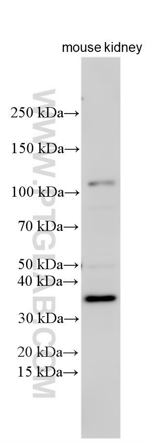 Western Blot (WB) analysis of various lysates using Siglec-H Polyclonal antibody (33801-1-AP)