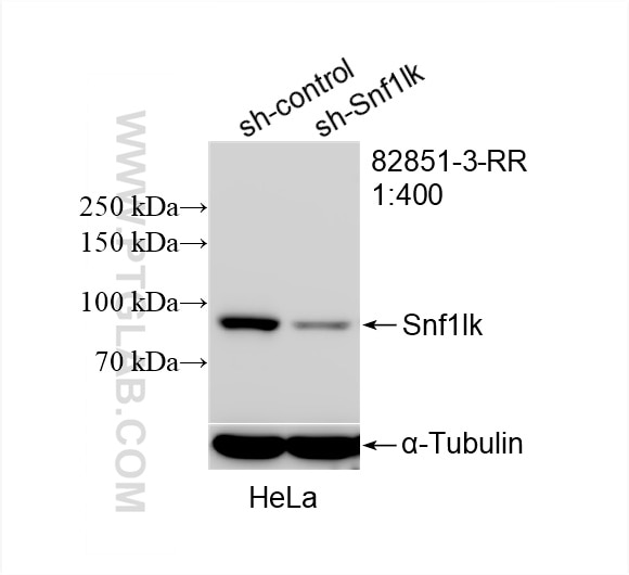 Western Blot (WB) analysis of HeLa cells using Snf1lk Recombinant antibody (82851-3-RR)