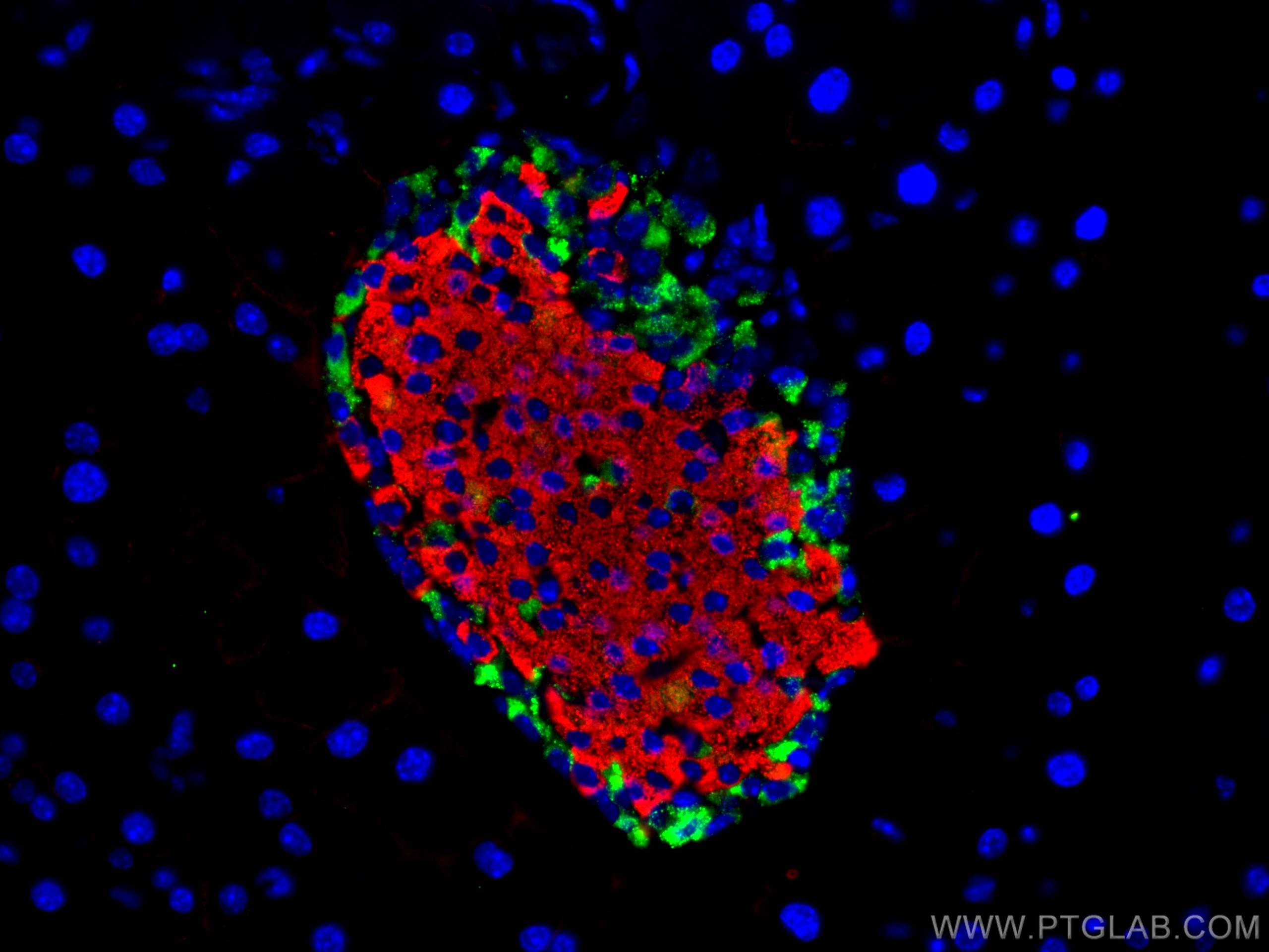 Immunofluorescence (IF) / fluorescent staining of mouse pancreas tissue using Somatostatin (1-116aa) Polyclonal antibody (24496-1-AP)
