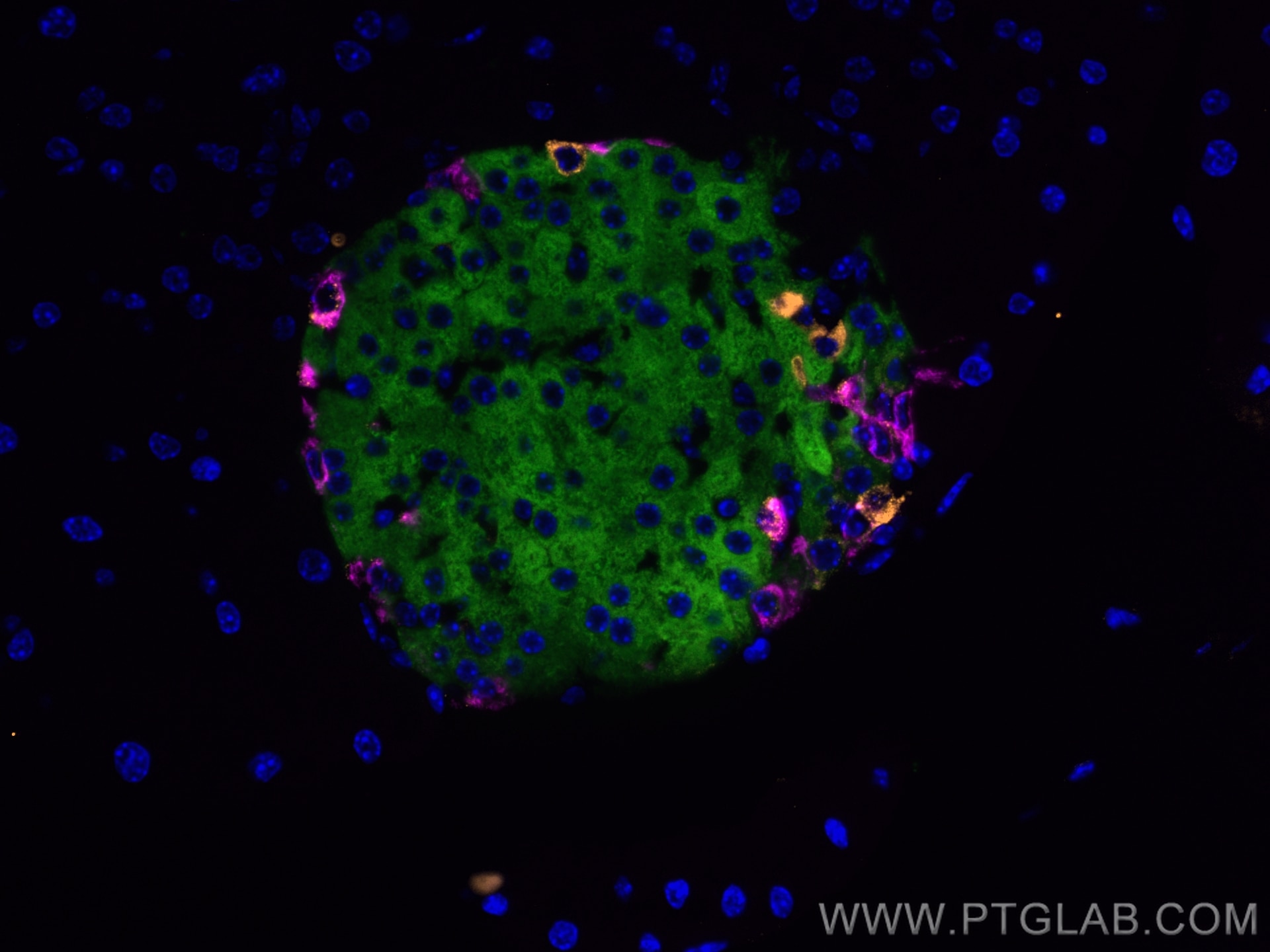 IF Staining of mouse pancreas using 24496-1-AP