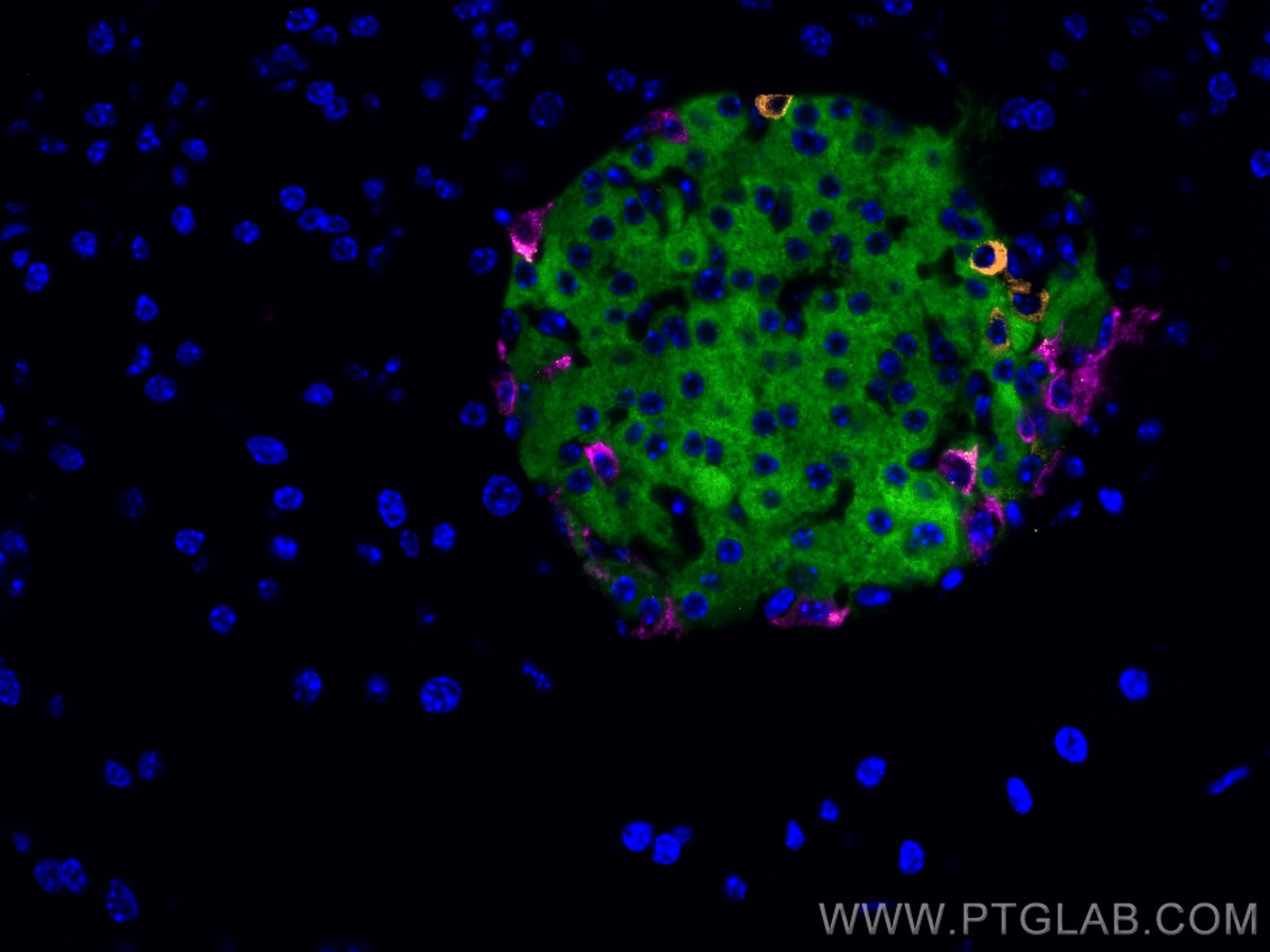 Immunofluorescence (IF) / fluorescent staining of mouse pancreas tissue using Somatostatin (1-116aa) Polyclonal antibody (24496-1-AP)