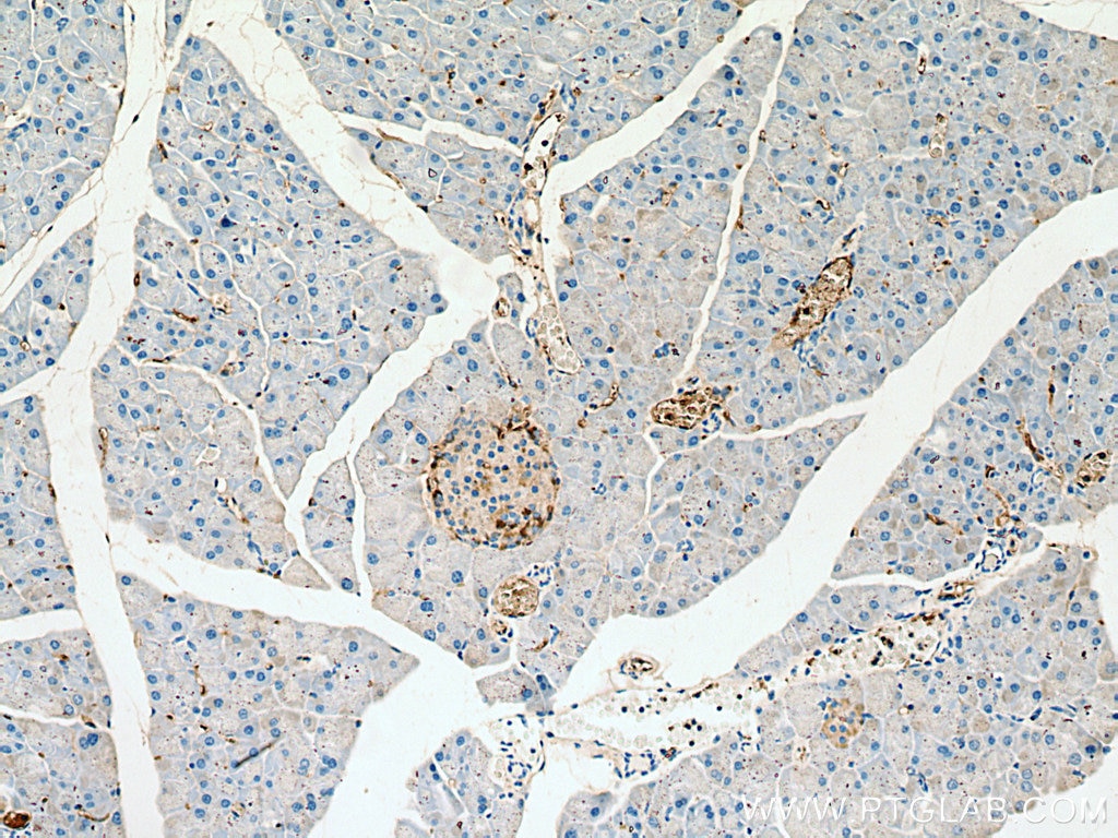 Immunohistochemistry (IHC) staining of mouse pancreas tissue using Somatostatin (1-116aa) Polyclonal antibody (24496-1-AP)