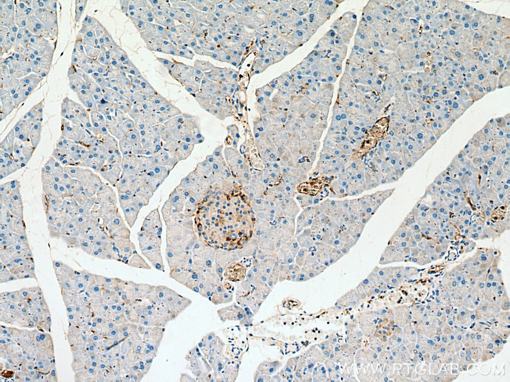 IHC staining of mouse pancreas using 24496-1-AP