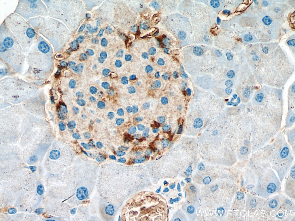 Immunohistochemistry (IHC) staining of mouse pancreas tissue using Somatostatin (1-116aa) Polyclonal antibody (24496-1-AP)