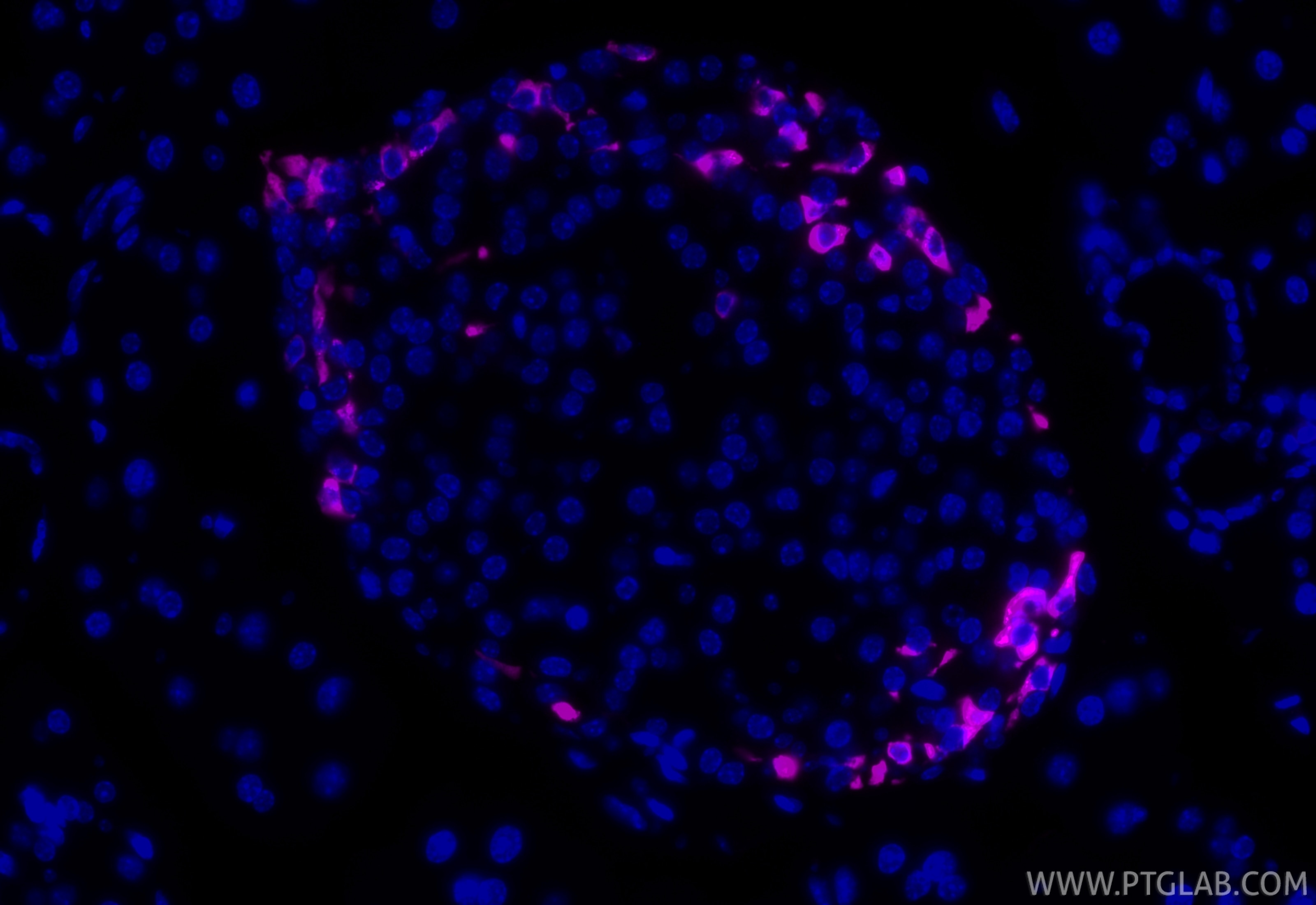 IF Staining of mouse pancreas using CL647-84351 Immunofluorescence (IF) / fluorescent staining of mouse pancreas tissue using CoraLite® Plus 647-conjugated Somatostatin Recombi (CL647-84351)