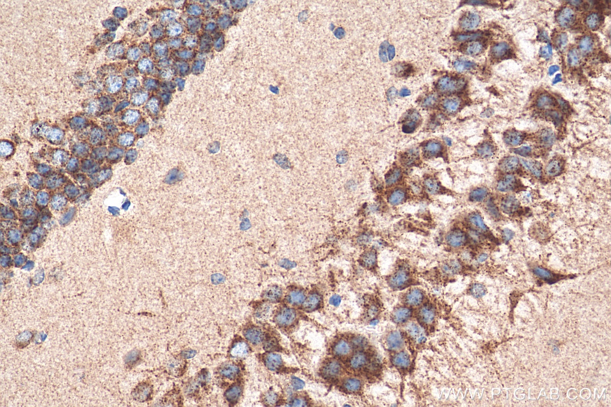 Immunohistochemistry (IHC) staining of mouse brain tissue using Sortilin Monoclonal antibody (68007-1-Ig)