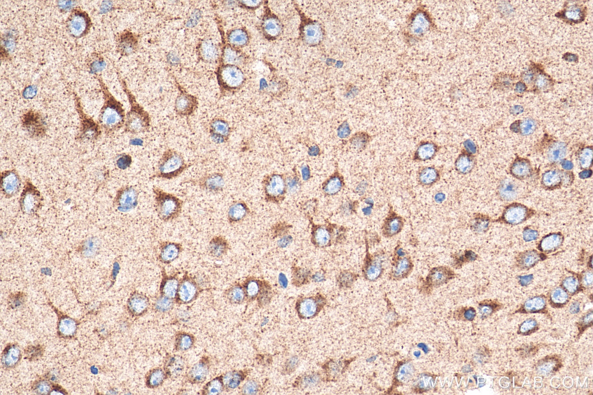 Immunohistochemistry (IHC) staining of mouse brain tissue using Sortilin Monoclonal antibody (68007-1-Ig)