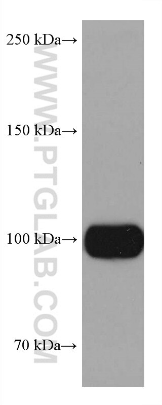 Western Blot (WB) analysis of rat brain tissue using Sortilin Monoclonal antibody (68007-1-Ig)