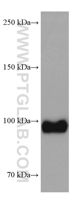 Western Blot (WB) analysis of pig brain tissue using Sortilin Monoclonal antibody (68007-1-Ig)