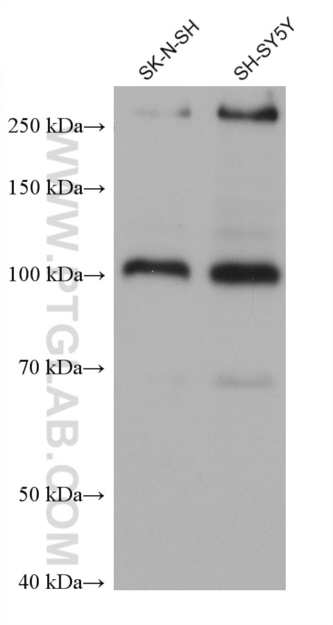 Western Blot (WB) analysis of various lysates using Sortilin Monoclonal antibody (68007-1-Ig)