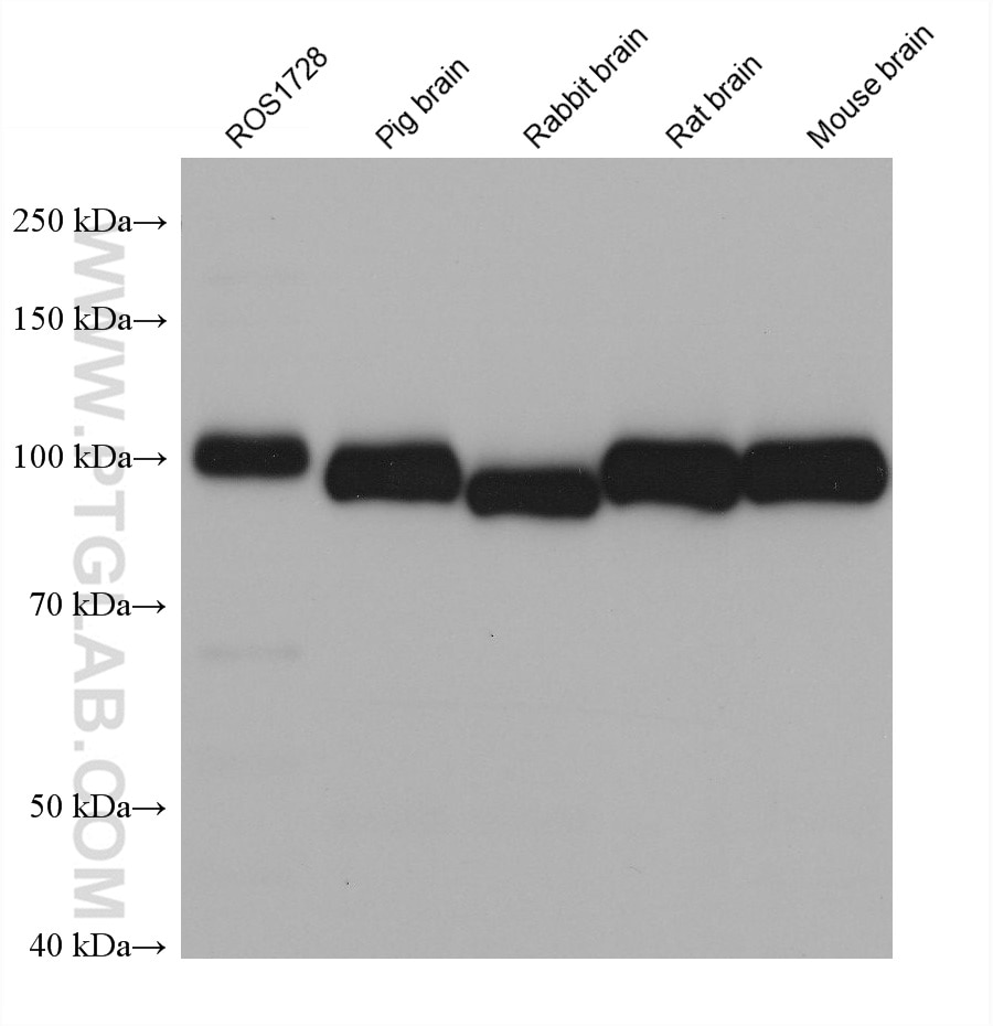 Western Blot (WB) analysis of various lysates using Sortilin Monoclonal antibody (68007-1-Ig)