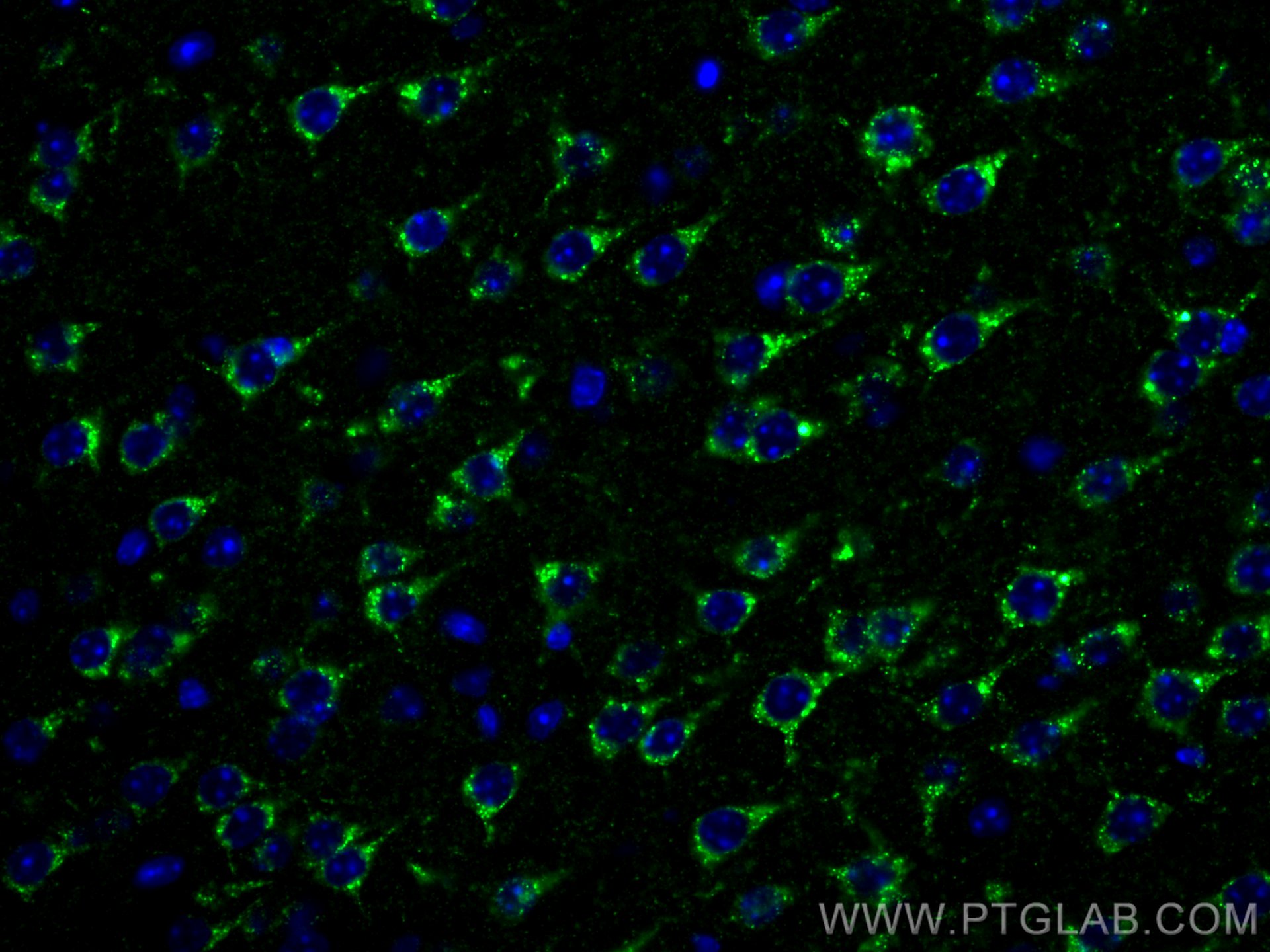 IF Staining of mouse brain using CL488-12369