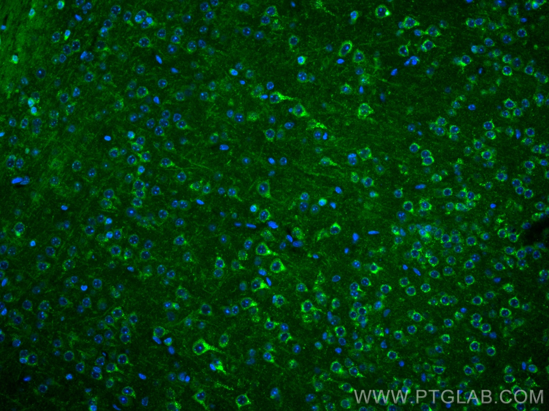 Immunofluorescence (IF) / fluorescent staining of mouse brain tissue using CoraLite® Plus 488-conjugated Sortilin Monoclonal  (CL488-68007)