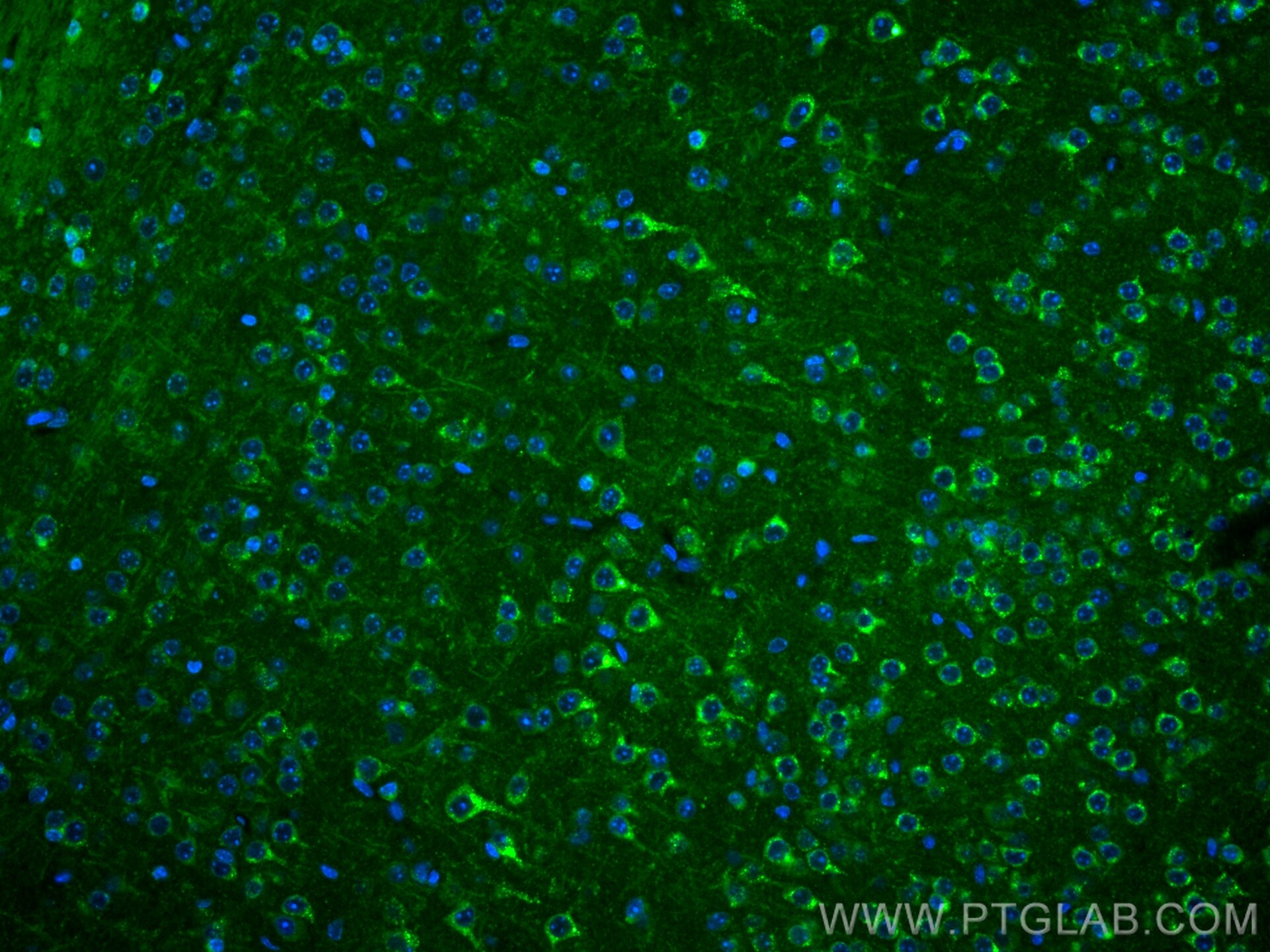 IF Staining of mouse brain using CL488-68007