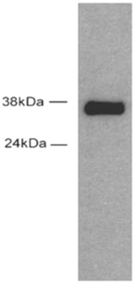 Sox2 antibody (pAb) tested by Western blot. HeLa cell extract expressing mouse Sox2 (50 ug per lane) probed with Sox2 antibody at a dilution of 1:5,000. Sox2 antibody (pAb) tested by Western blot. HeLa cell extract expressing mouse Sox2 (50 ug per lane) probed with Sox2 antibody at a dilution of 1:5,000.