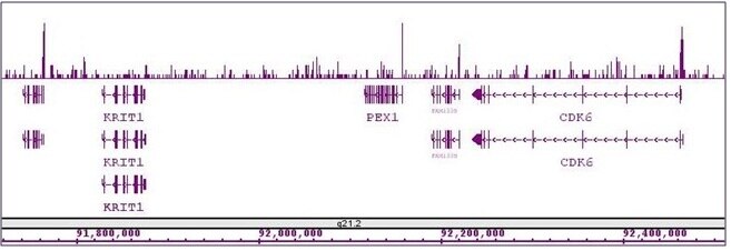 Sox2 antibody (pAb) tested by ChIP-Seq. ChIP was performed using the ChIP-IT High Sensitivity Kit (Cat. No. 53040) with 30 ug of chromatin from undifferentiated hESC cells and 7 ul of antibody. ChIP DNA was sequenced on the Illumina HiSeq and 10 million sequence tags were mapped to identify Sox2 binding sites. The image shows binding across a region of chromosome 7. You can view the complete data set in the UCSC Genome Browser, starting at this specific location, here.