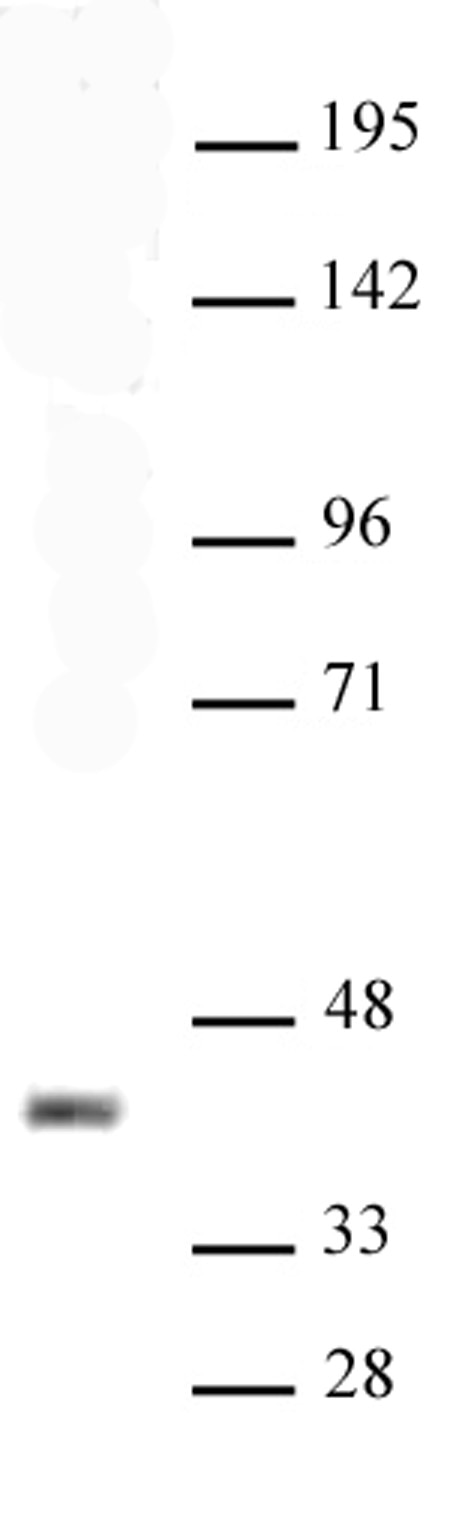 Sox2 antibody (pAb) tested by Western blot. Nuclear extract of P19 cells (20 ug per lane) probed with Sox2 antibody (pAb) (1:500 dilution).