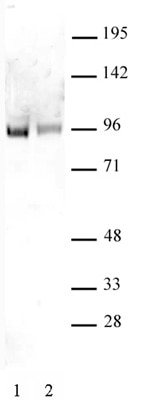 Sp1 non-phospho antibody tested by Western blot. Detection of unphosphorylated Sp1 by Western blot. Whole-cell extract of U2OS cells (25 ug) probed with Sp1 non-phospho antibody at a dilution of 1:500. Lane 1: No treatment. Lane 2: Cells treated with H2O2.