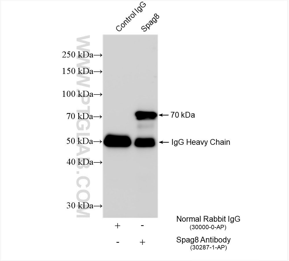 Immunoprecipitation (IP) experiment of mouse testis tissue using Spag8 Polyclonal antibody (30287-1-AP)