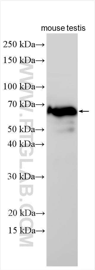 Western Blot (WB) analysis of various lysates using Spag8 Polyclonal antibody (30287-1-AP)