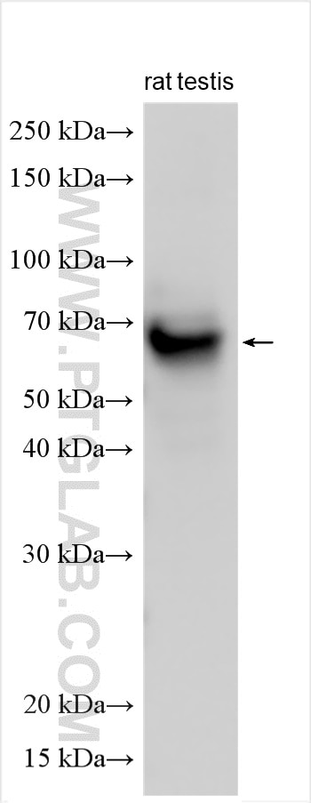 Western Blot (WB) analysis of various lysates using Spag8 Polyclonal antibody (30287-1-AP)