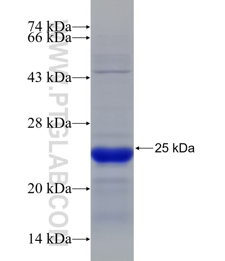 Spag8 fusion protein Ag31603 SDS-PAGE