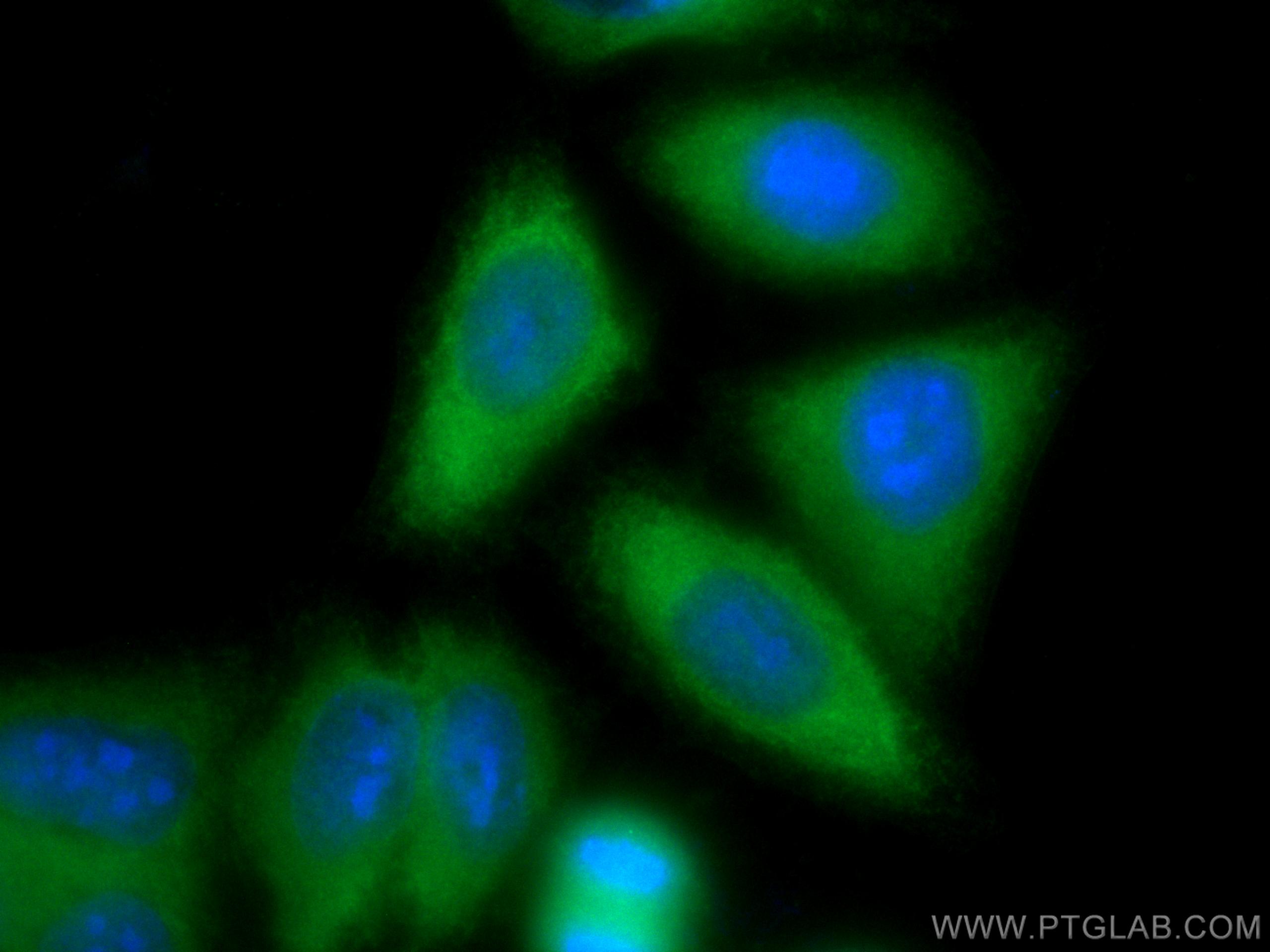 Immunofluorescence (IF) / fluorescent staining of HepG2 cells using CoraLite® Plus 488-conjugated Spartin, SPG20 Polyc (CL488-13791)
