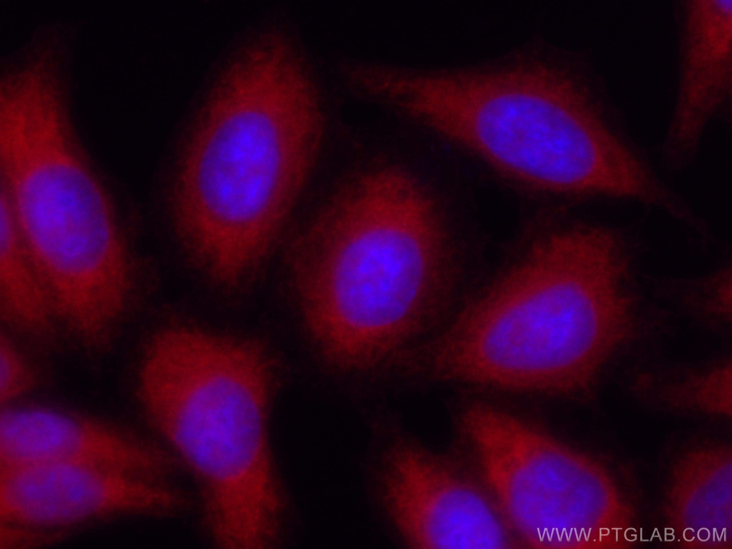 Immunofluorescence (IF) / fluorescent staining of HepG2 cells using CoraLite®594-conjugated Spartin, SPG20 Polyclonal  (CL594-13791)