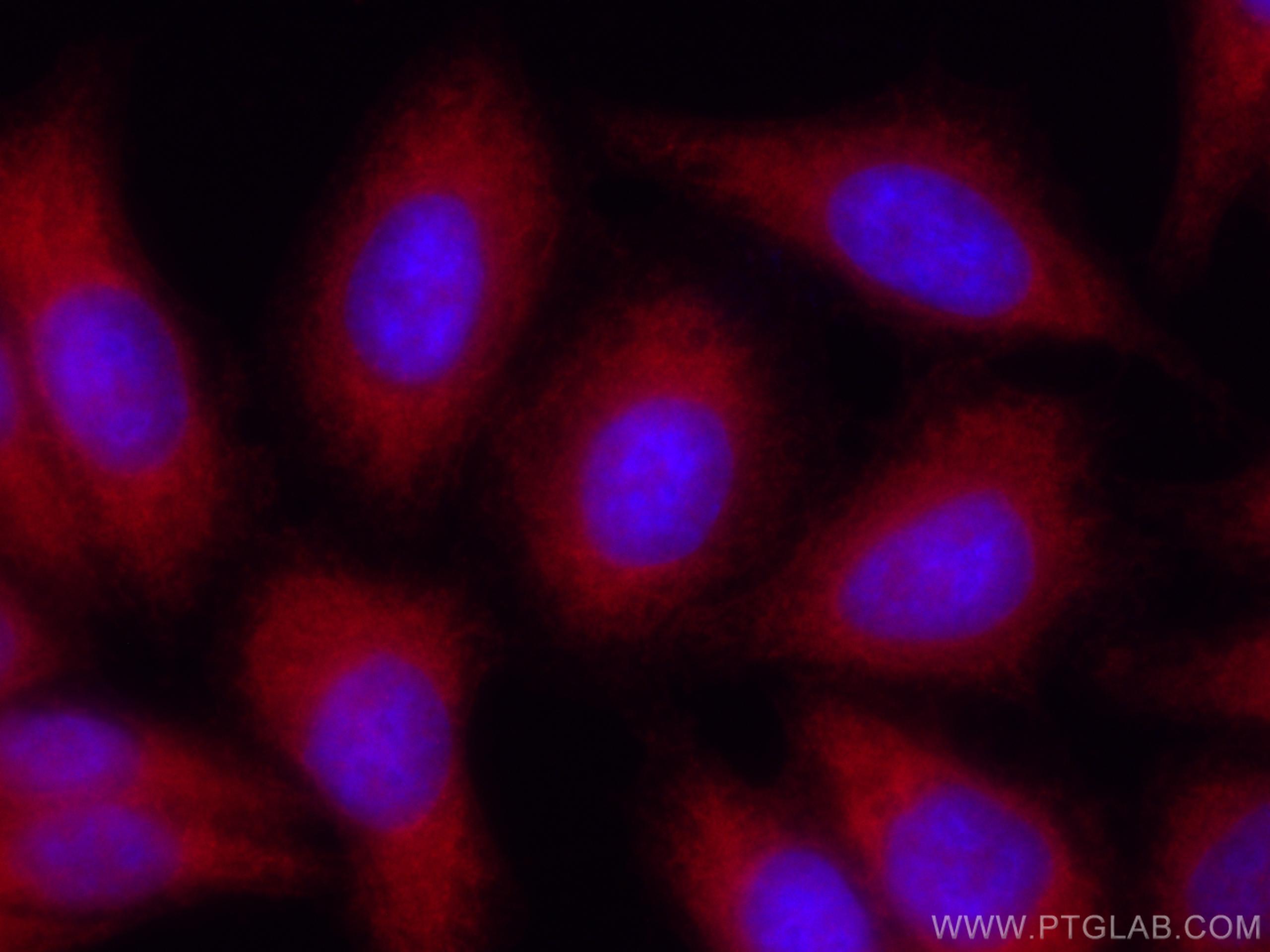 IF Staining of HepG2 using CL594-13791