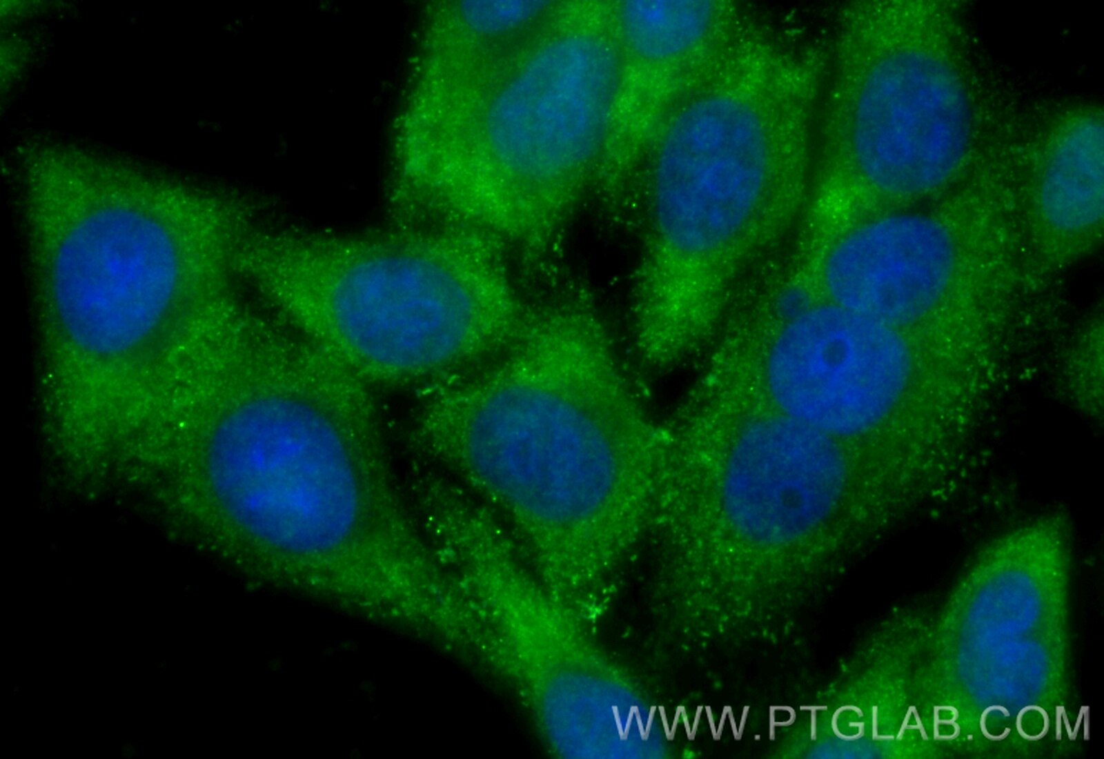 Immunofluorescence (IF) / fluorescent staining of HepG2 cells using CoraLite® Plus 488-conjugated Spermidine synthase  (CL488-68548)