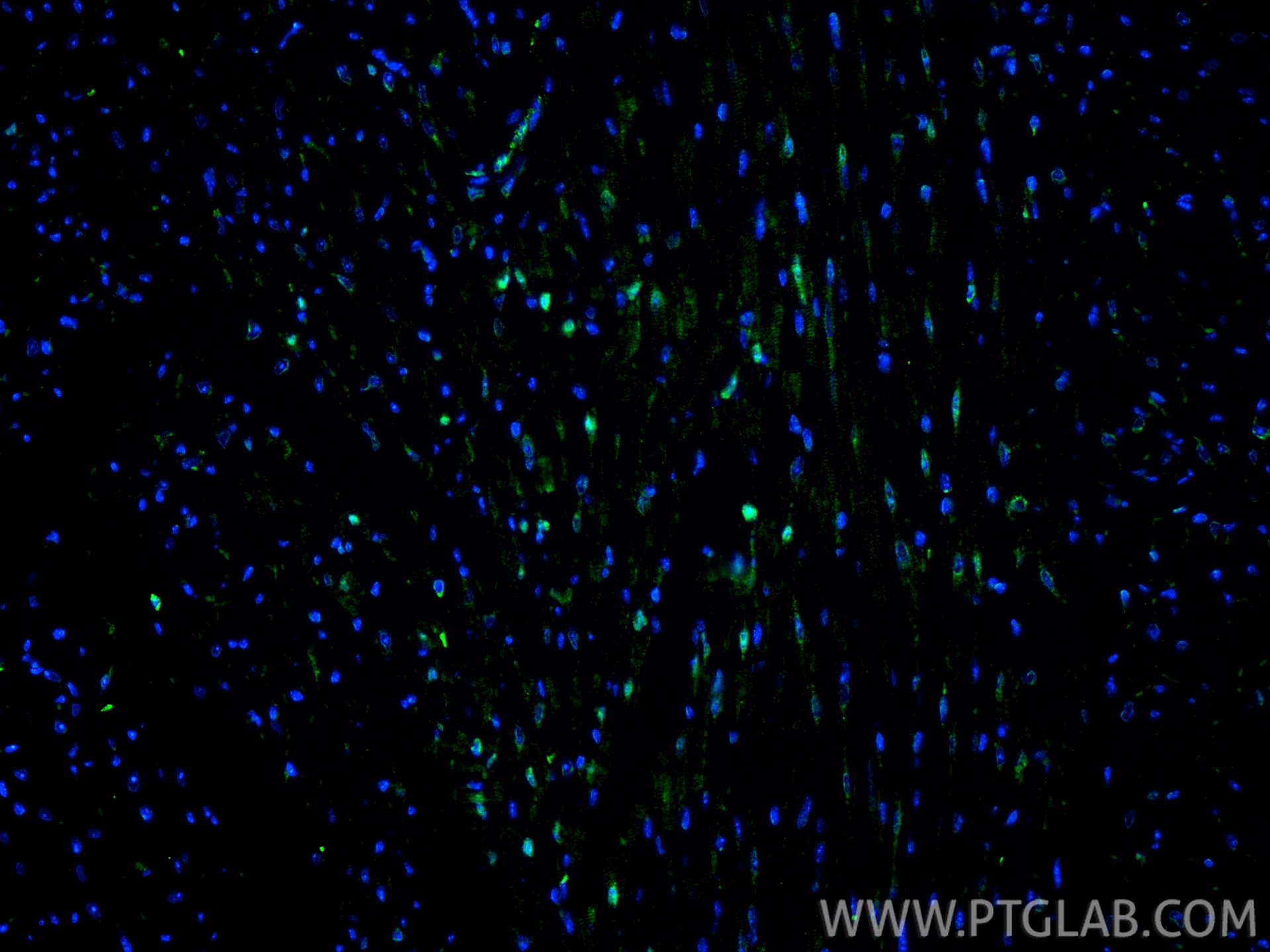 Immunofluorescence (IF) / fluorescent staining of mouse heart tissue using Spexin Polyclonal antibody (20467-1-AP)