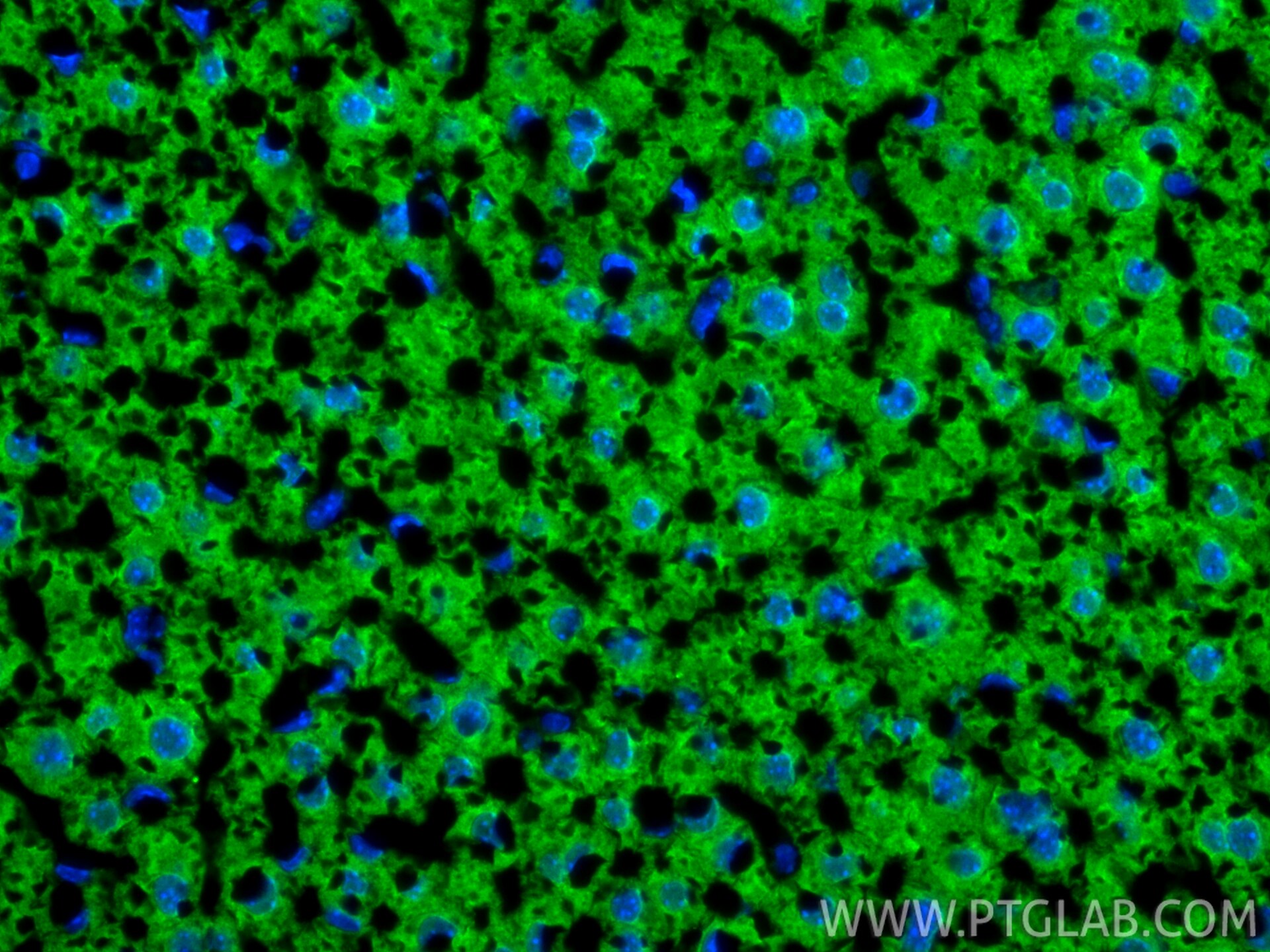 Immunofluorescence (IF) / fluorescent staining of mouse liver tissue using Spexin Polyclonal antibody (20467-1-AP)