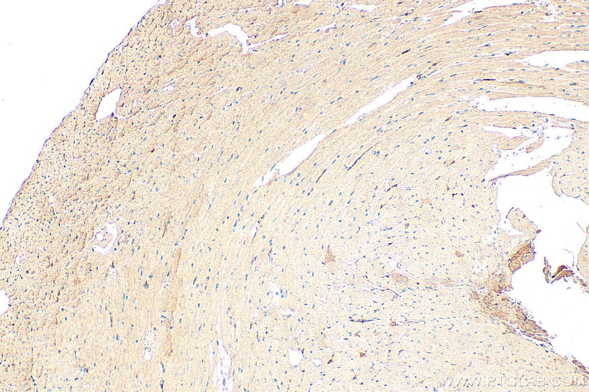 Immunohistochemistry (IHC) staining of mouse heart tissue using Spexin Polyclonal antibody (20467-1-AP)