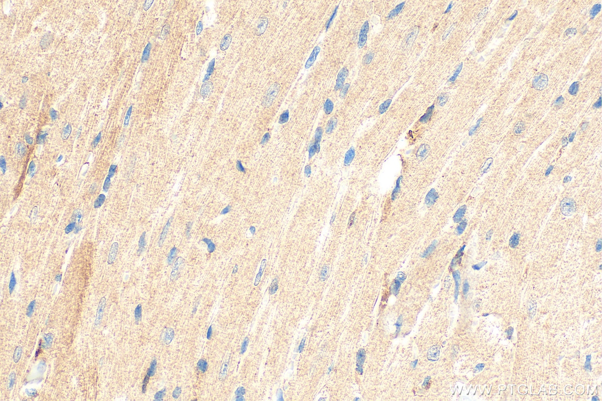 Immunohistochemistry (IHC) staining of mouse heart tissue using Spexin Polyclonal antibody (20467-1-AP)