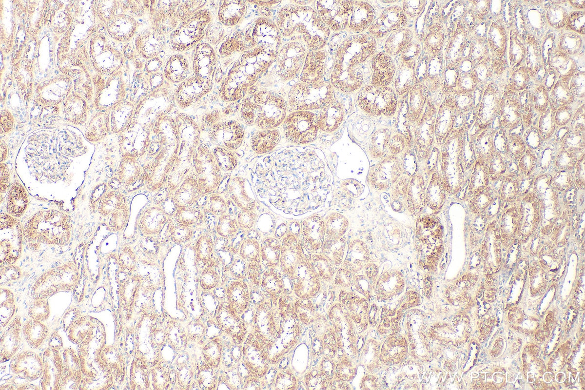 Immunohistochemistry (IHC) staining of human kidney tissue using Spexin Polyclonal antibody (20467-1-AP)