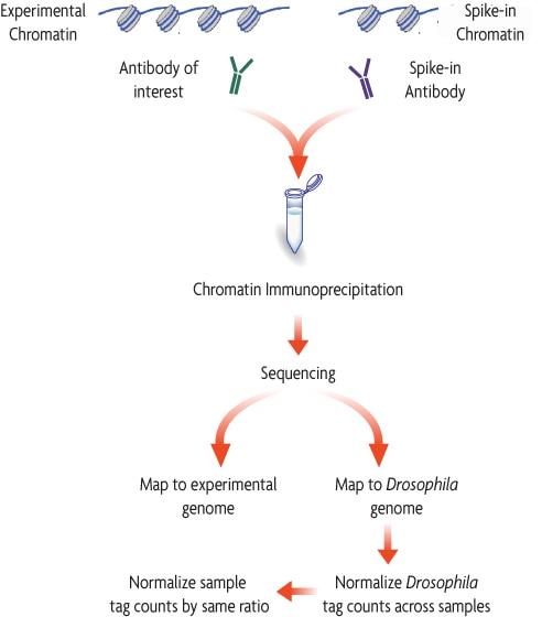Flow Chart of the ChIP Normalization Strategy for ChIP-Seq from Active Motif