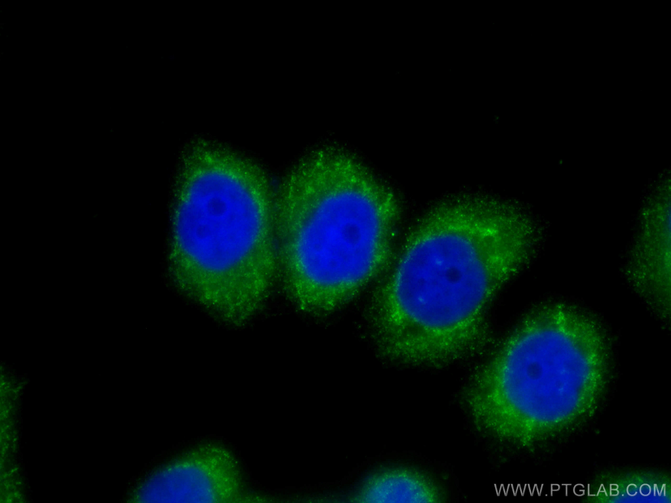 Immunofluorescence (IF) / fluorescent staining of HeLa cells using CoraLite® Plus 488-conjugated Stanniocalcin 2 Mono (CL488-60063)