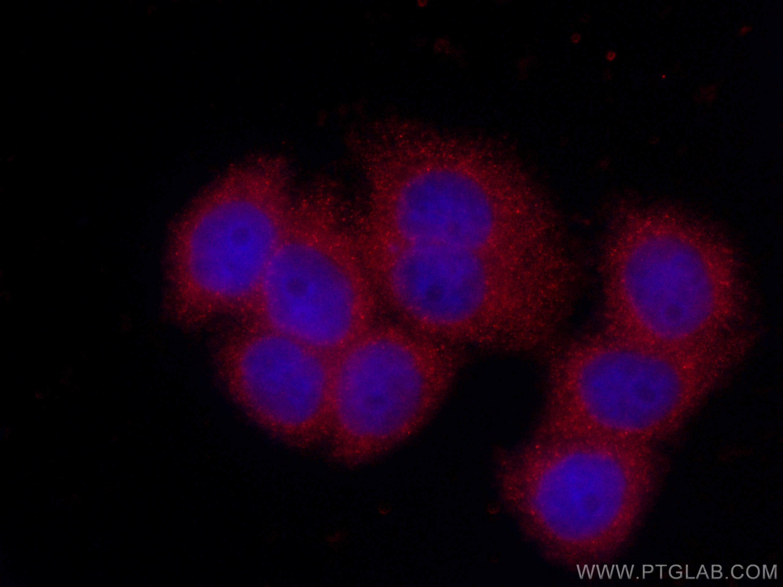 IF Staining of HeLa using CL594-60063