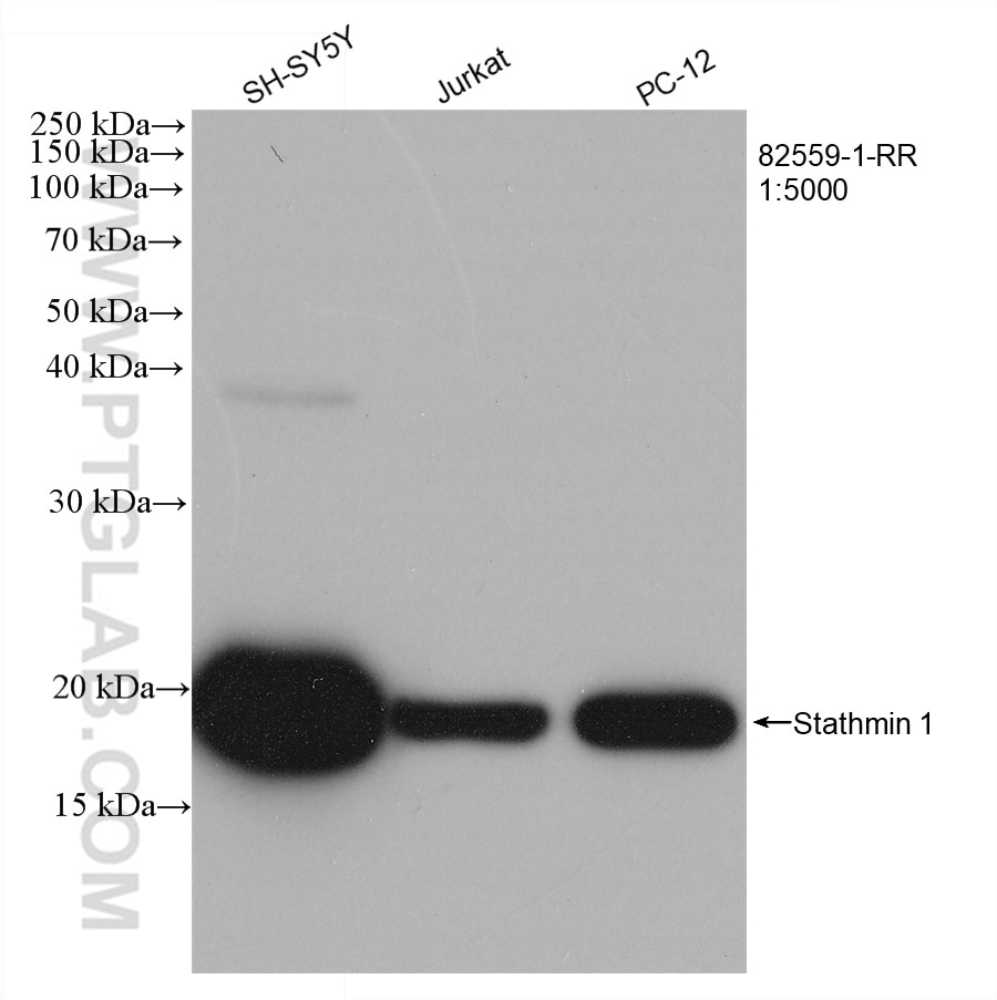Western Blot (WB) analysis of various lysates using Stathmin 1 Recombinant antibody (82559-1-RR)
