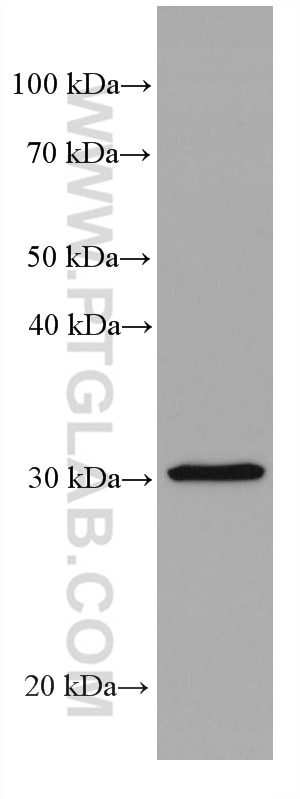 Western Blot (WB) analysis of HeLa cells using Stomatin Monoclonal antibody (67894-1-Ig)