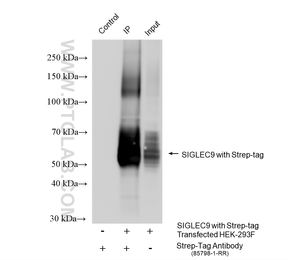 IP result of anti-Strep Tag II (IP:85798-1-RR, 4ug; Detection:85798-1-RR 1:10000) with Transfected HEK-293F cells lysate 1400 ug. Immunoprecipitation (IP) experiment of Transfected HEK-293F cells using Strep Tag II Recombinant monoclonal antibody (85798-1-RR)