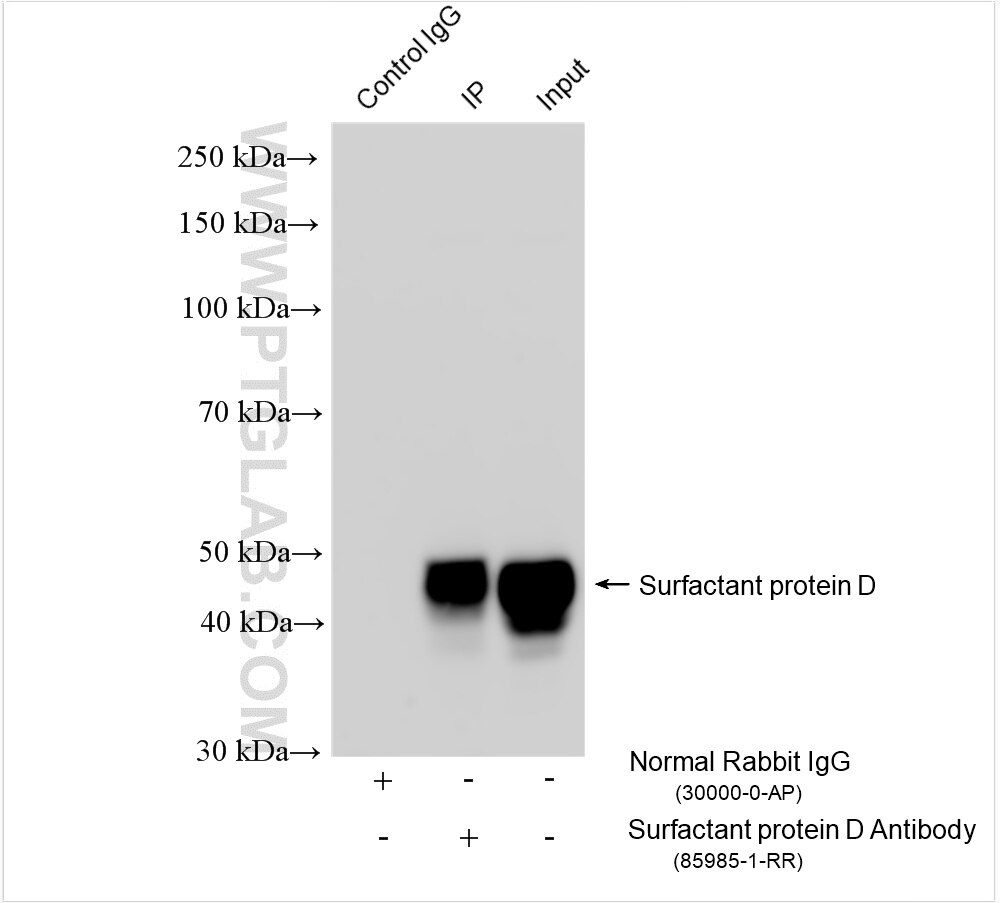 Immunoprecipitation (IP) experiment of mouse lung tissue using Surfactant protein D Recombinant antibody (85985-1-RR)