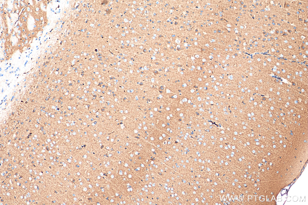 Immunohistochemistry (IHC) staining of mouse brain tissue using SYNGR1 Polyclonal antibody (29734-1-AP)