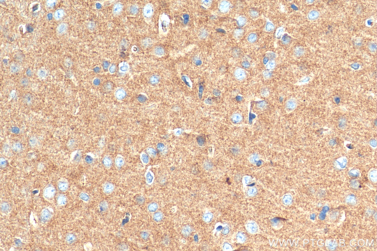 Immunohistochemistry (IHC) staining of rat brain tissue using SYNGR1 Polyclonal antibody (29734-1-AP)