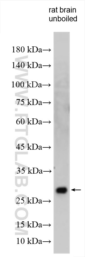 Western Blot (WB) analysis of various lysates using SYNGR1 Polyclonal antibody (29734-1-AP)
